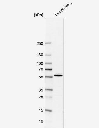 P2Y10/P2RY10 Antibody