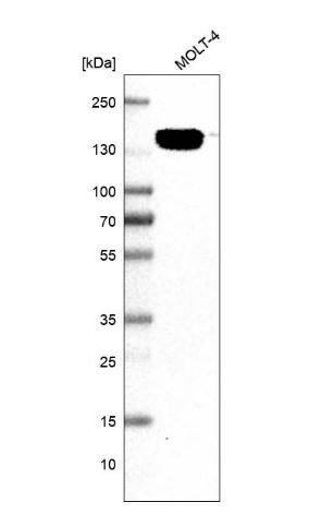 p130 Antibody