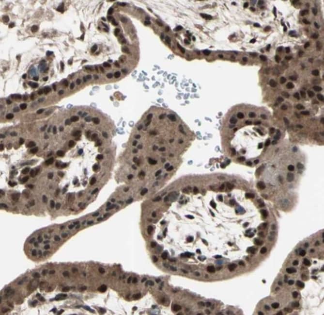 MLF2 Antibody - BSA Free