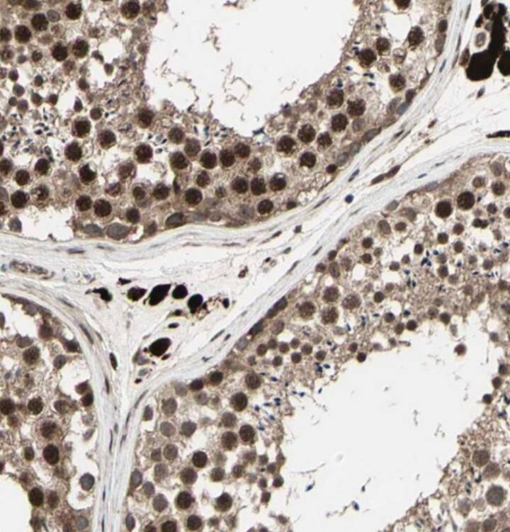 MLF2 Antibody - BSA Free