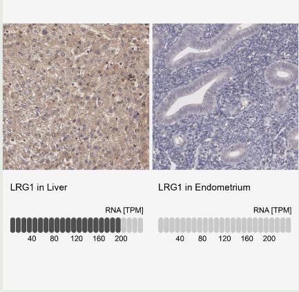 LRG1 Antibody