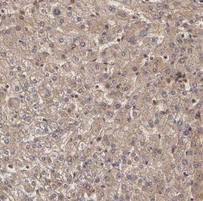 LRG1 Antibody