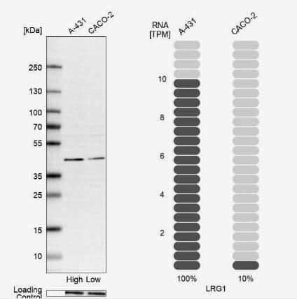 LRG1 Antibody