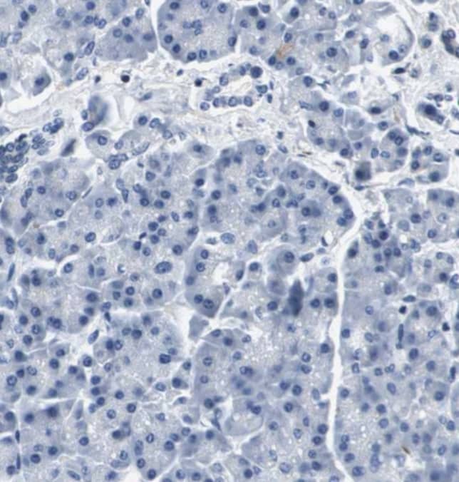 Kv7.5 Antibody - BSA Free
