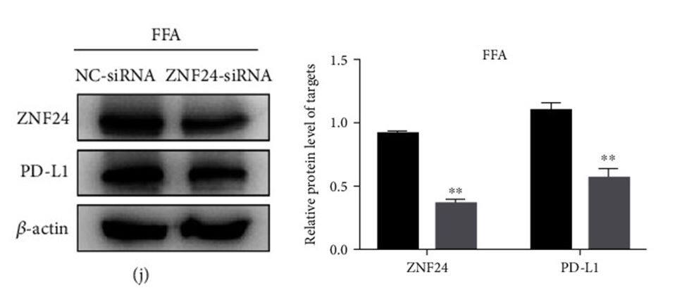 ZNF24 Antibody