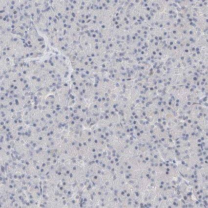 KCNJ1 Antibody