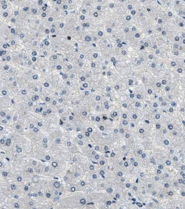 NUDCD3 Antibody - BSA Free