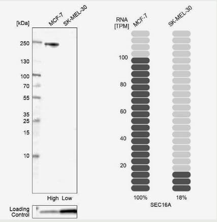 SEC16A Antibody