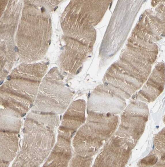 VAP-A Antibody - BSA Free