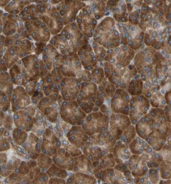 VAP-A Antibody - BSA Free