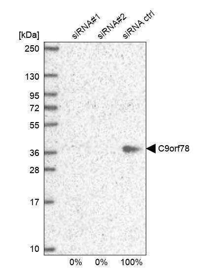 HCA59 Antibody