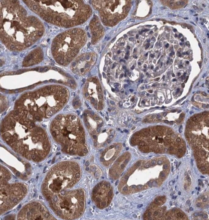 Contactin-5 Antibody - BSA Free