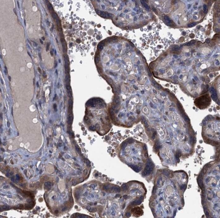 Contactin-5 Antibody - BSA Free