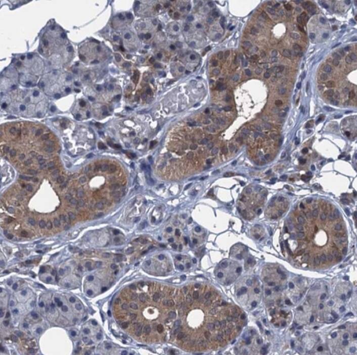 Contactin-5 Antibody - BSA Free