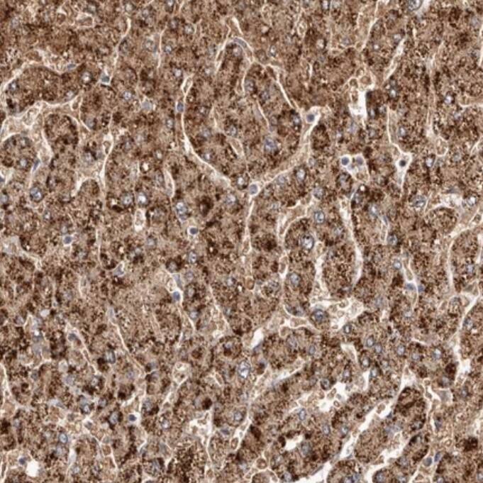 LRRC25 Antibody - BSA Free
