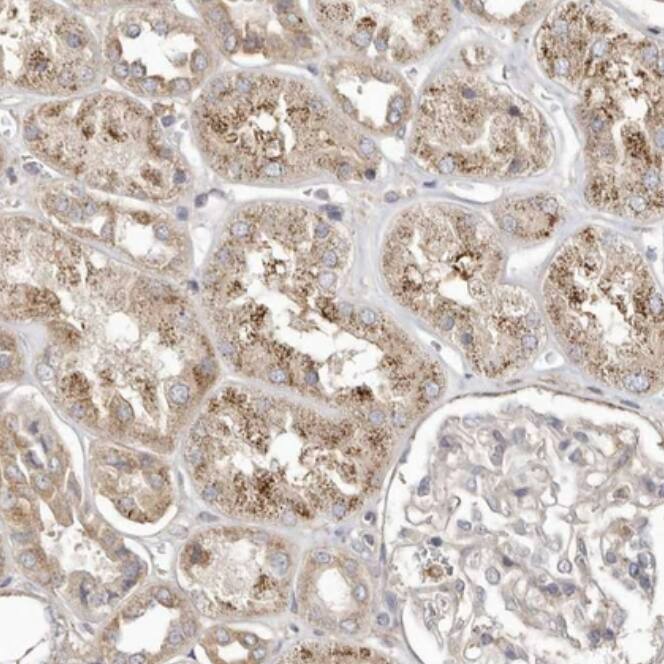 LRRC25 Antibody - BSA Free