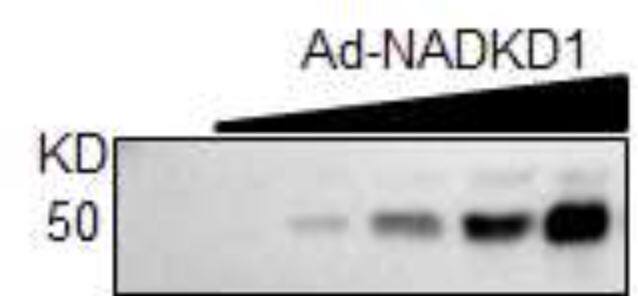 NADKD1 Antibody