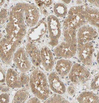 QSER1 Antibody - BSA Free