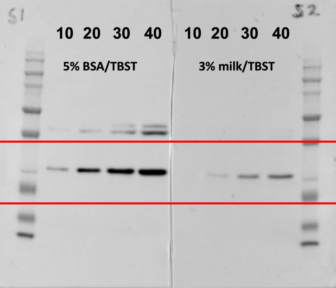 DUSP27/DUPD1 Antibody
