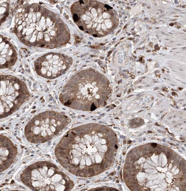 ANAPC15 Antibody - BSA Free