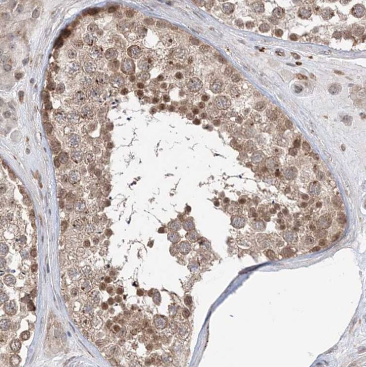 ANAPC15 Antibody - BSA Free