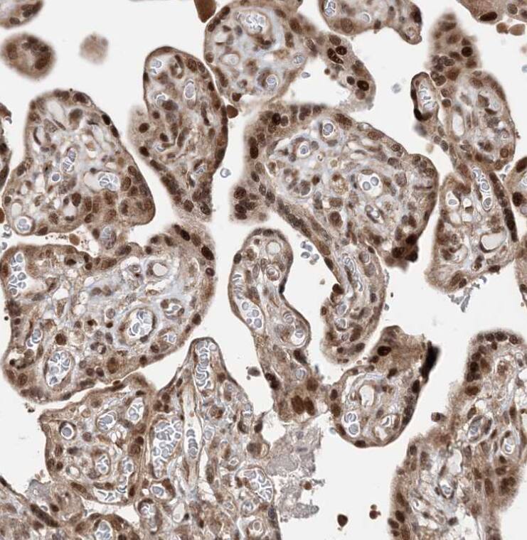 ANAPC15 Antibody - BSA Free