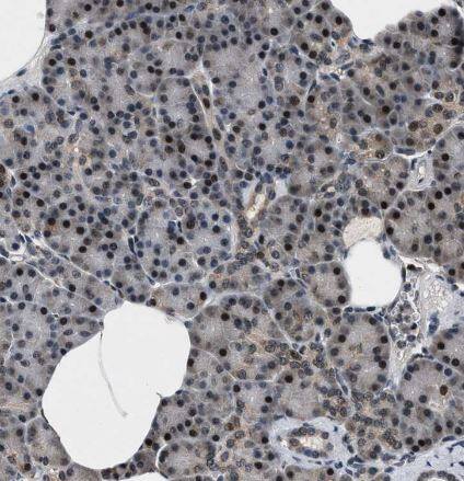 RBM33 Antibody