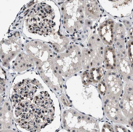 RBM33 Antibody