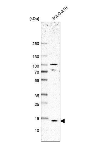 SMIM8 Antibody