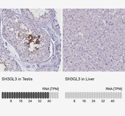 SH3GL3 Antibody