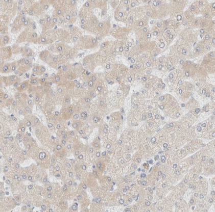 NT5C Antibody