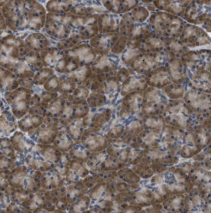 MPDU1 Antibody
