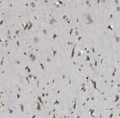 MPDU1 Antibody