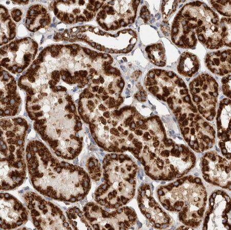 IARS2 Antibody