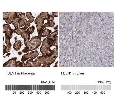 Fibulin 1 Antibody