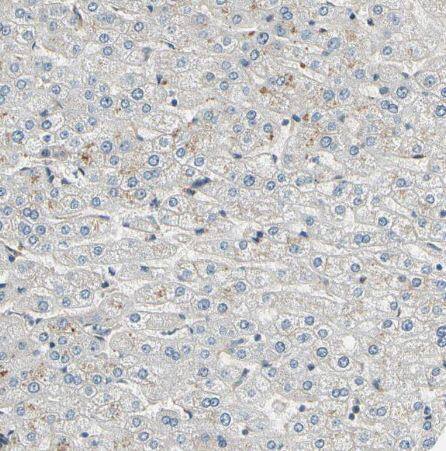 EphB3 Antibody