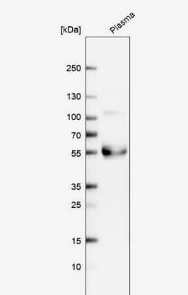 TFPI Antibody