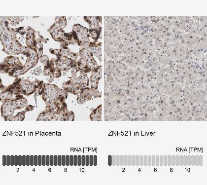 ZNF521 Antibody