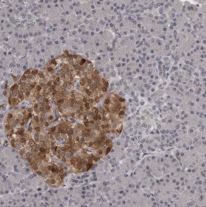 GCH1 Antibody