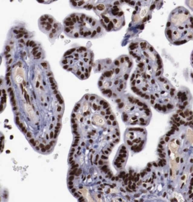 ERH Antibody - BSA Free