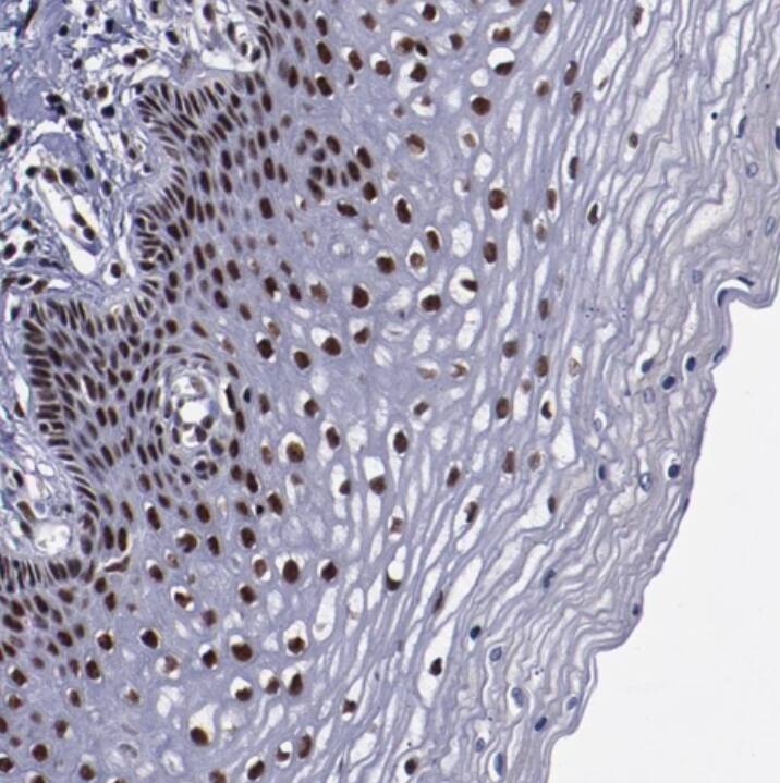 ERH Antibody - BSA Free