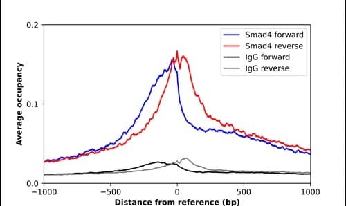 Smad4 Antibody Chromatin Immunoprecipitation: Smad4 Antibody [NBP1-84992]