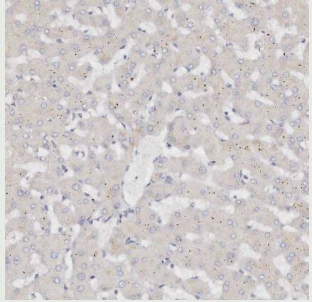 DNASE1 Antibody