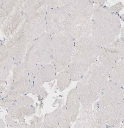 DNASE1 Antibody