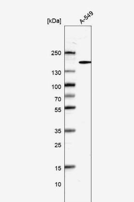 DHX29 Antibody