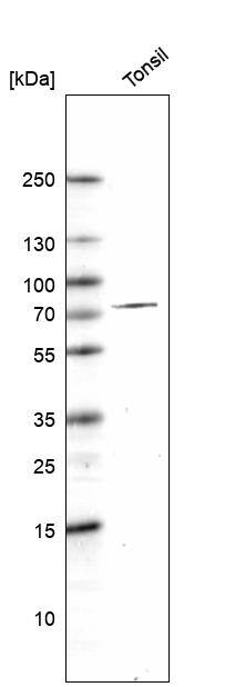 CDT2 Antibody Western Blot: CDT2 Antibody [NBP1-85283]