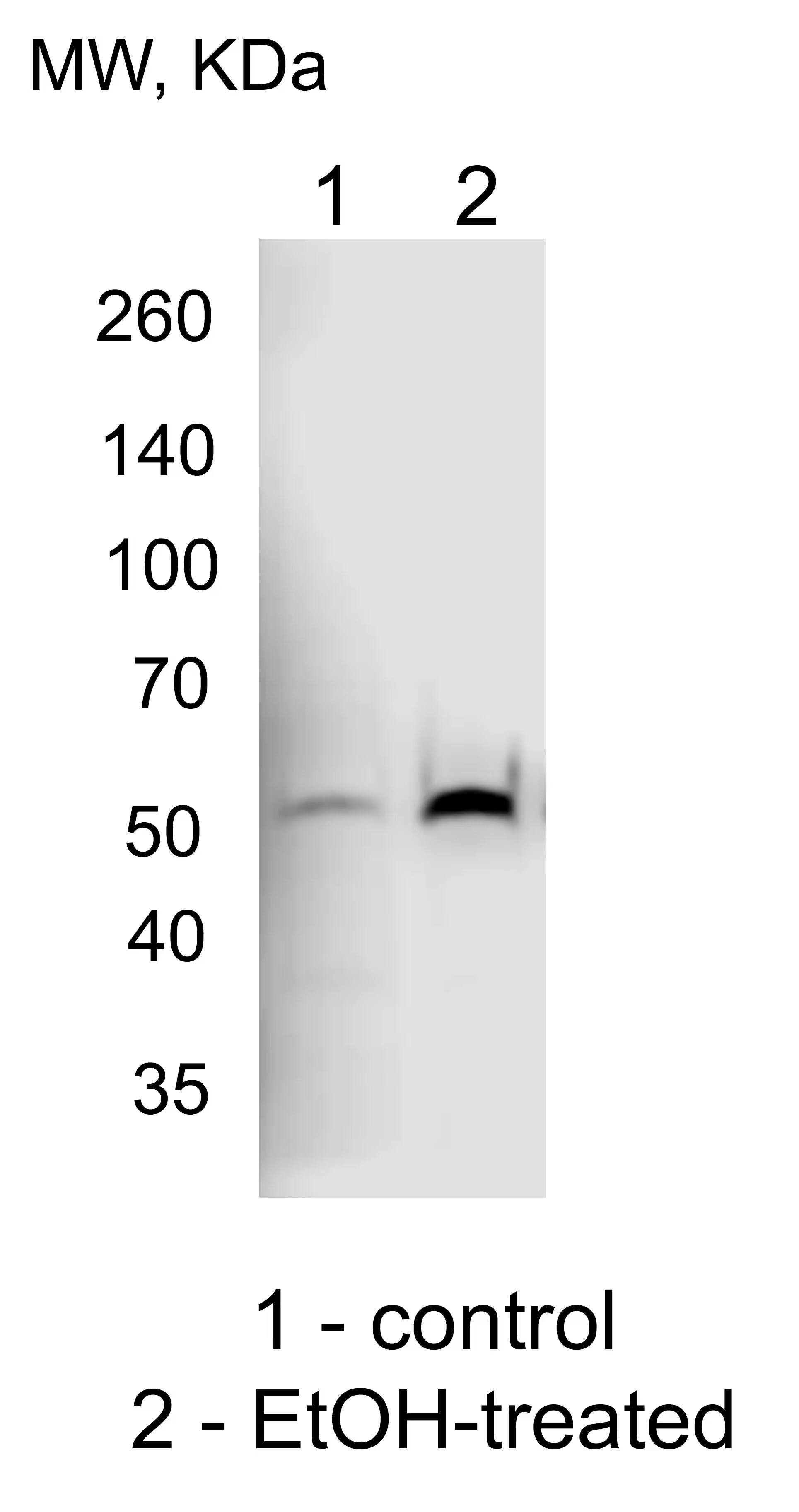 Cytochrome P450 2E1 Antibody