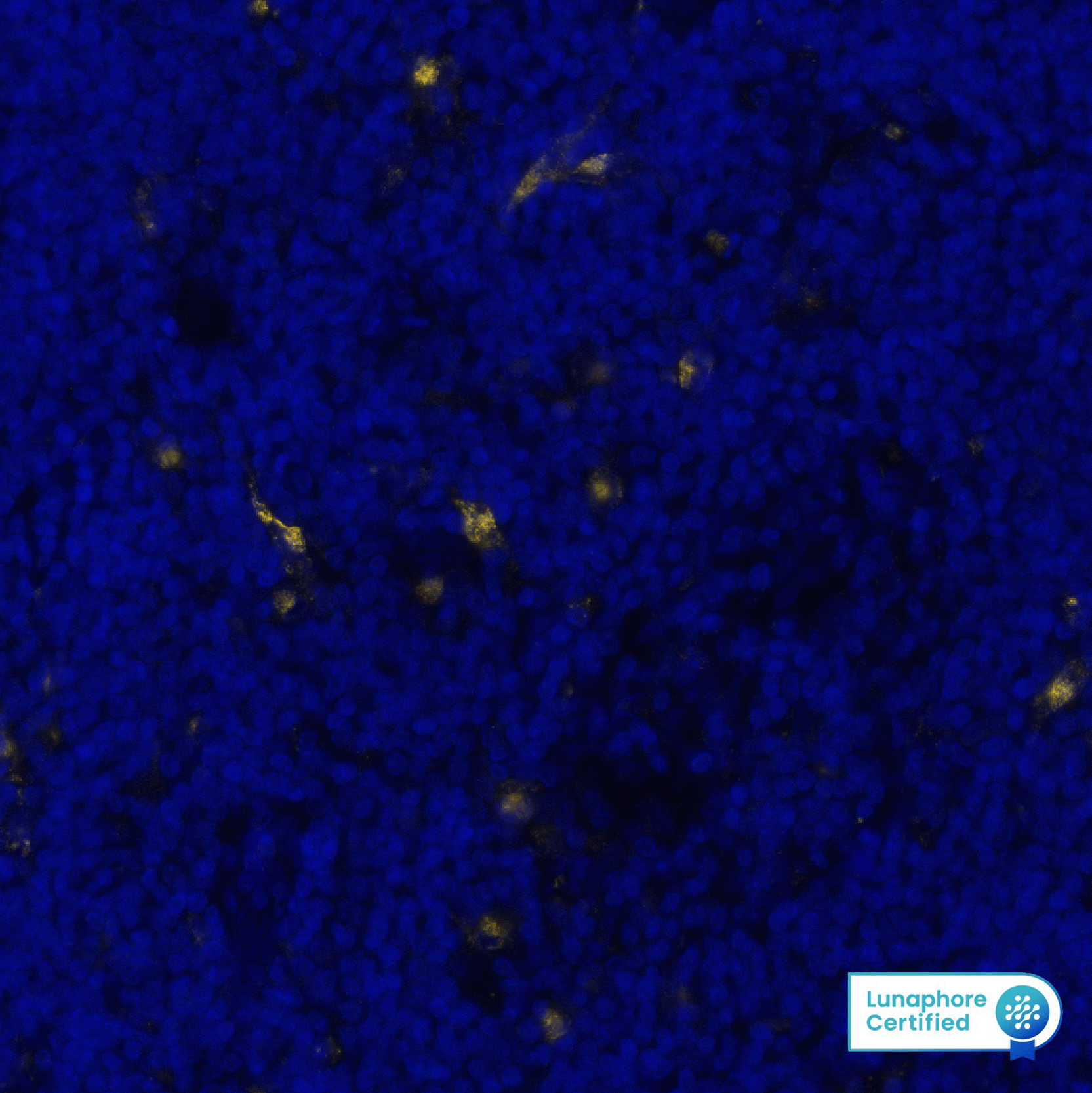 Versican Antibody - BSA Free