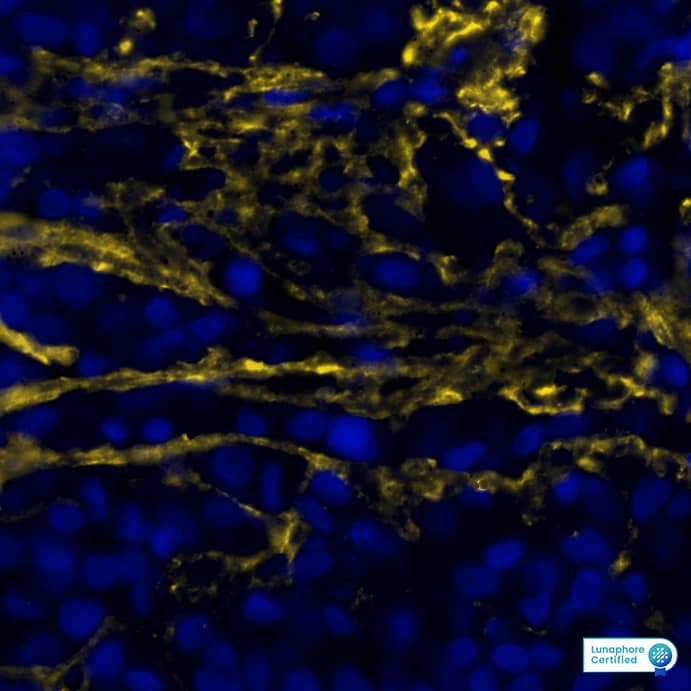 Versican Antibody - BSA Free