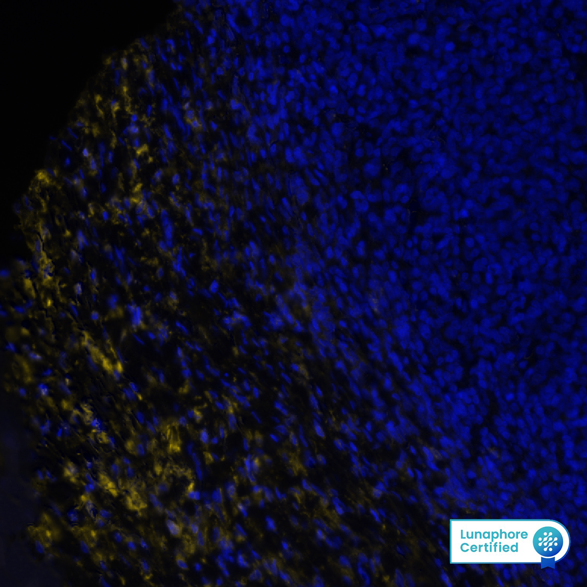 Versican Antibody - BSA Free